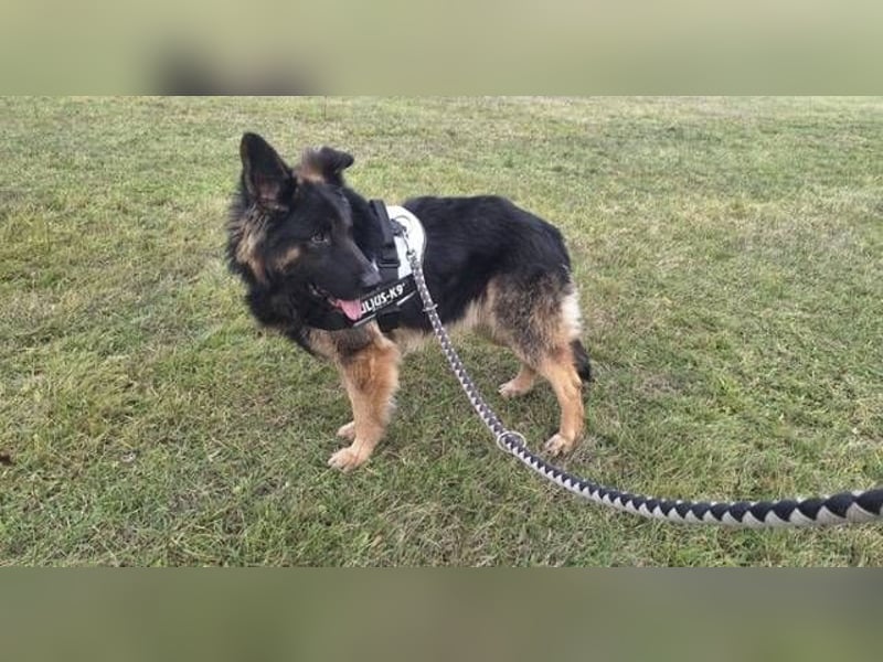 ZEUS durfte nie ankommen