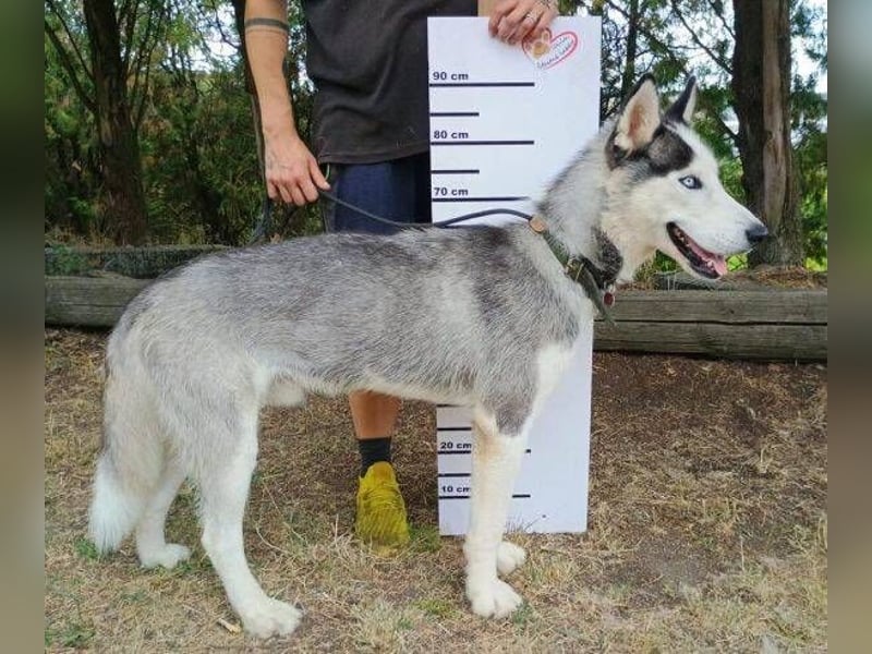 MADDOX sucht streichelnde Hände