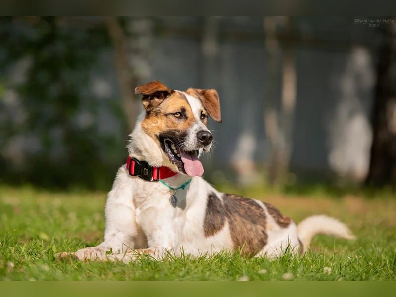 Verspielter Mario sucht aktives Zuhause