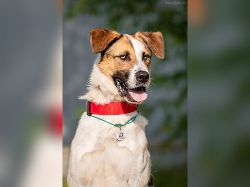 Verspielter Mario sucht aktives Zuhause