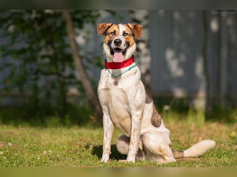 Verspielter Mario sucht aktives Zuhause