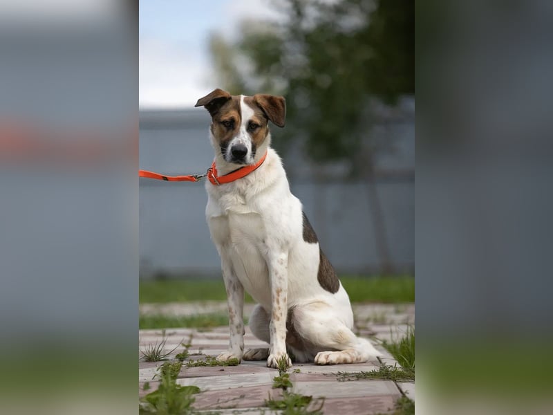 Verspielter Mario sucht aktives Zuhause