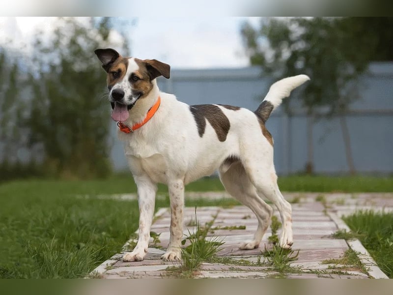 Verspielter Mario sucht aktives Zuhause