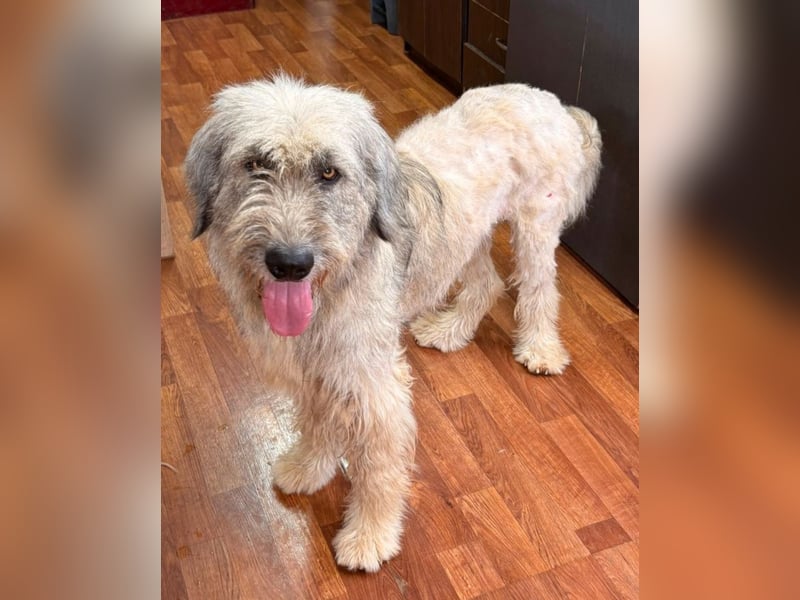 Kira - große Lady sucht Zuhause!