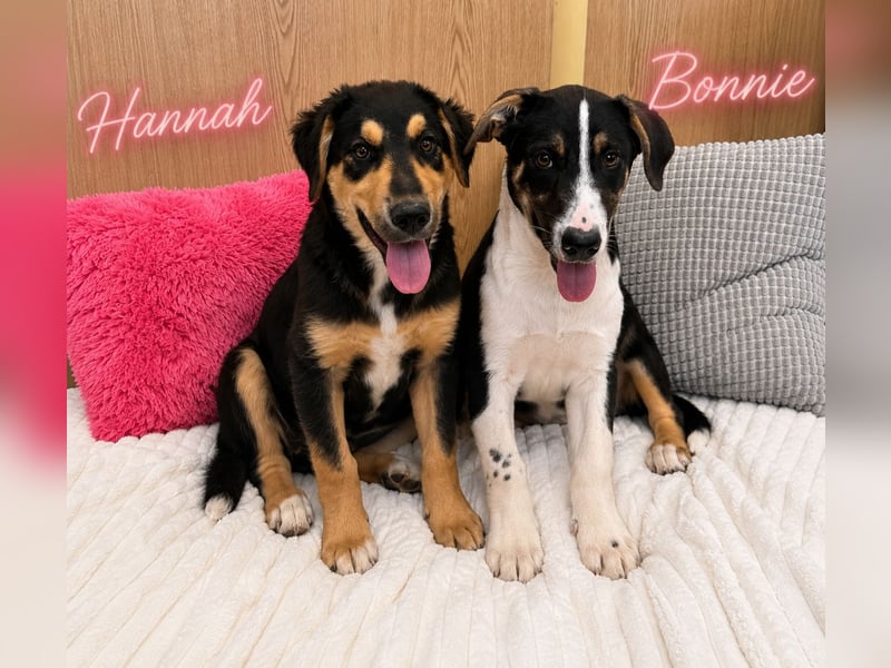 Hannah - sucht souveräne Menschen!