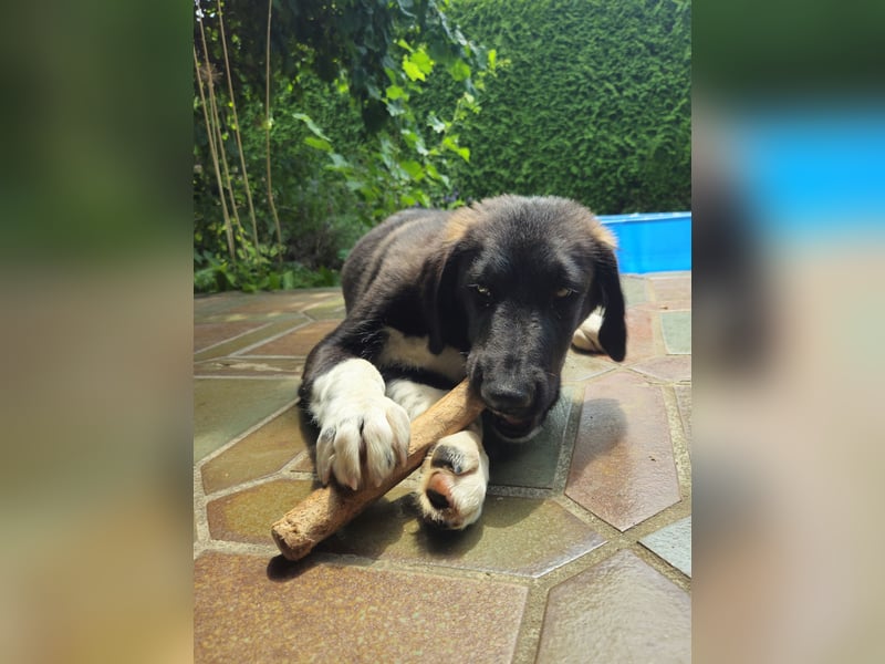 Prince - sucht sein Königreich!
