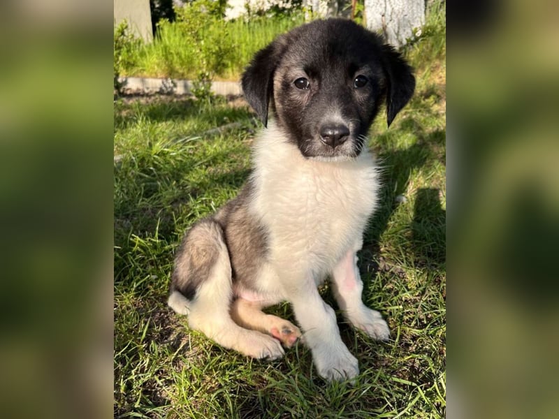 Dora - sucht ihre Herzensmenschen!