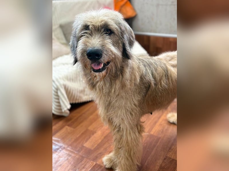 Kira - große Lady sucht Zuhause!