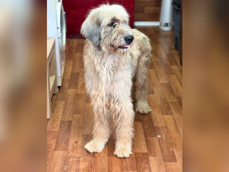 Kira - große Lady sucht Zuhause!