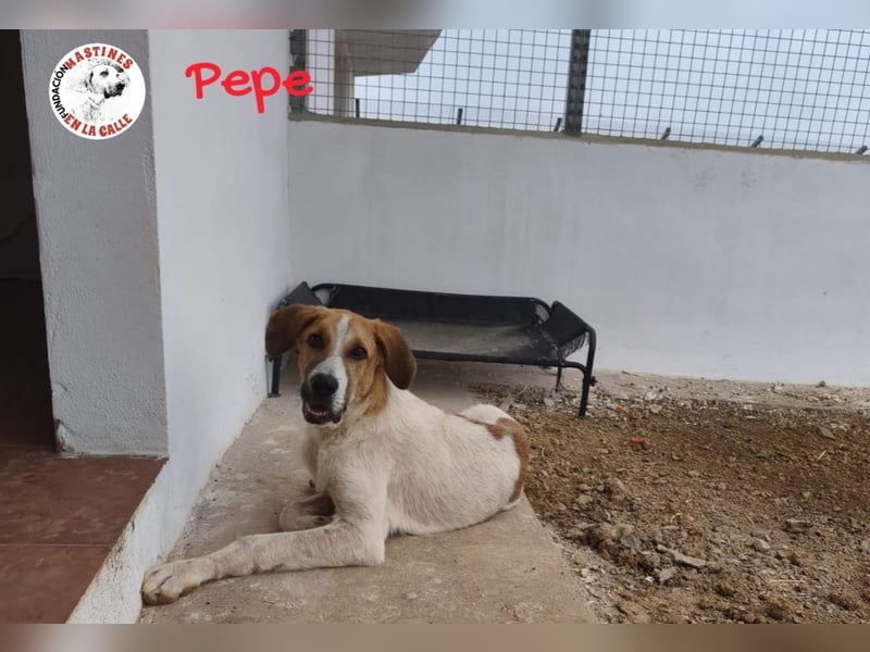 Pepe