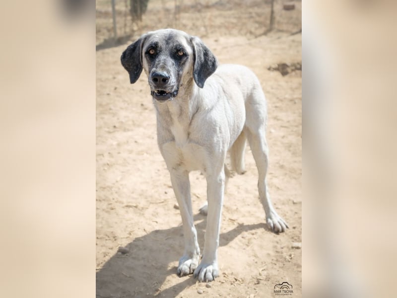 Abby