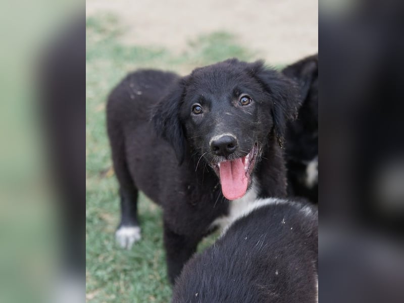 Monty, geb. ca. 05/2024, lebt in GRIECHENLAND, auf einer privaten Pflegestelle