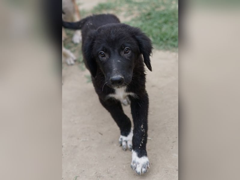 Monty, geb. ca. 05/2024, lebt in GRIECHENLAND, auf einer privaten Pflegestelle