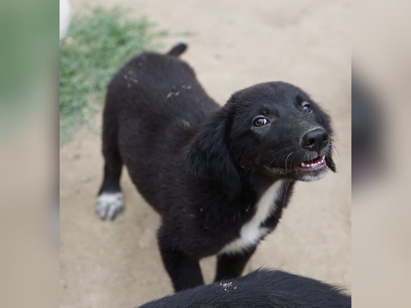 Monty, geb. ca. 05/2024, lebt in GRIECHENLAND, auf einer privaten Pflegestelle