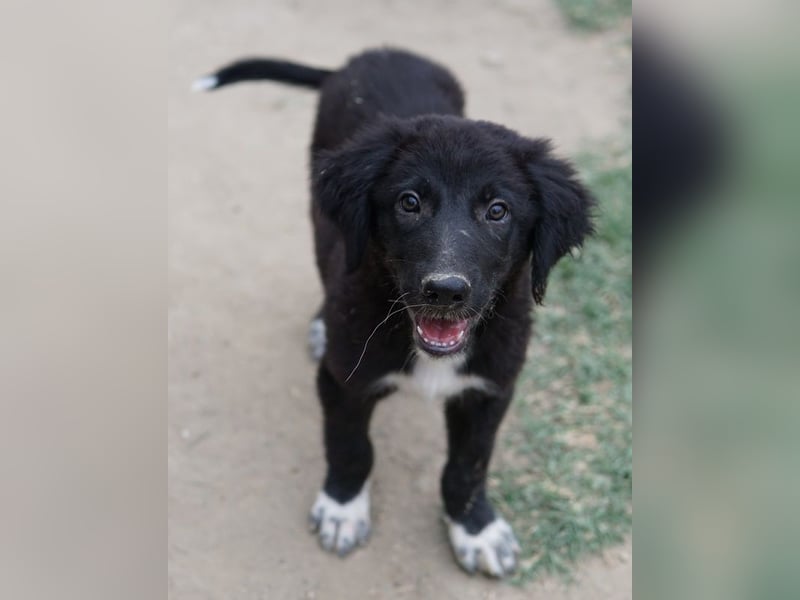 Monty, geb. ca. 05/2024, lebt in GRIECHENLAND, auf einer privaten Pflegestelle