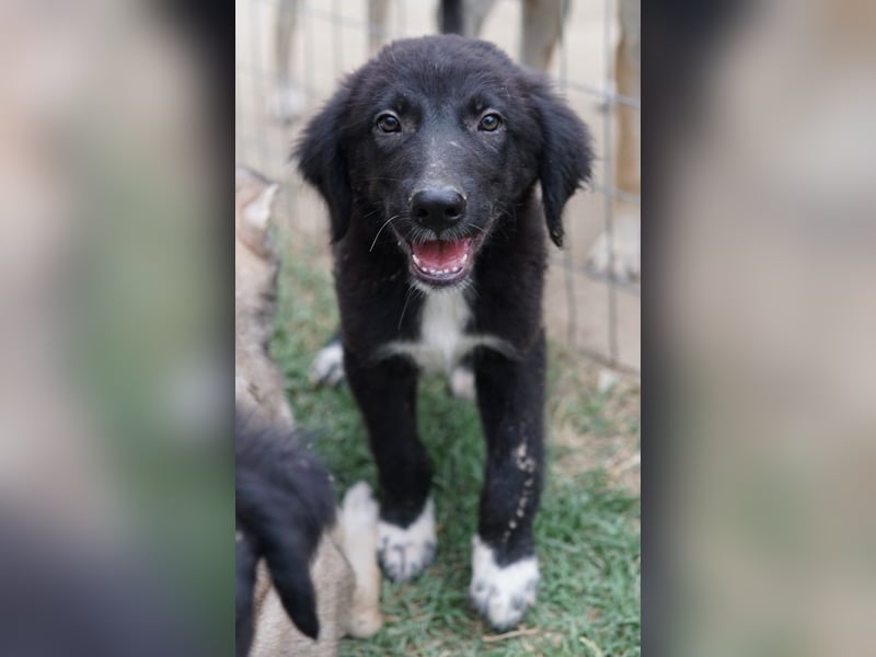 Monty, geb. ca. 05/2024, lebt in GRIECHENLAND, auf einer privaten Pflegestelle