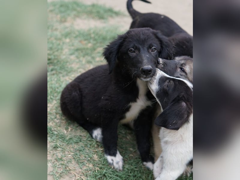 Monty, geb. ca. 05/2024, lebt in GRIECHENLAND, auf einer privaten Pflegestelle