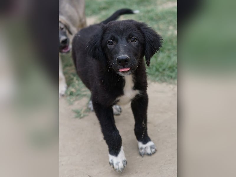 Monty, geb. ca. 05/2024, lebt in GRIECHENLAND, auf einer privaten Pflegestelle