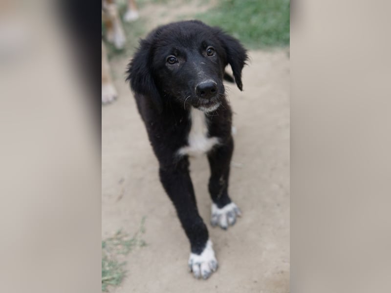 Monty, geb. ca. 05/2024, lebt in GRIECHENLAND, auf einer privaten Pflegestelle