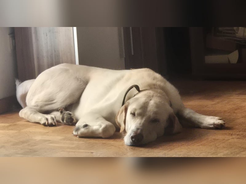 Liebenswerter NEO sucht liebevolle Familie