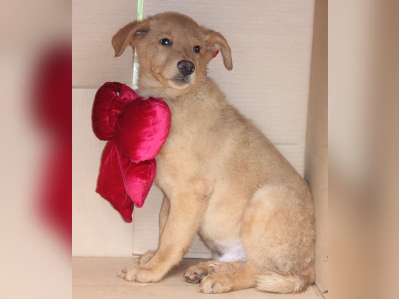 SHIRO sucht sein Für-Immer-Zuhause