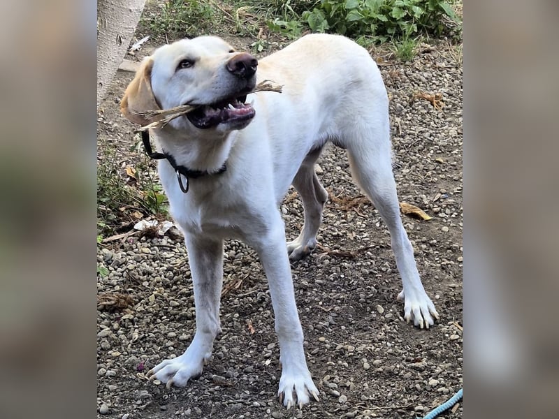 Liebenswerter NEO sucht liebevolle Familie