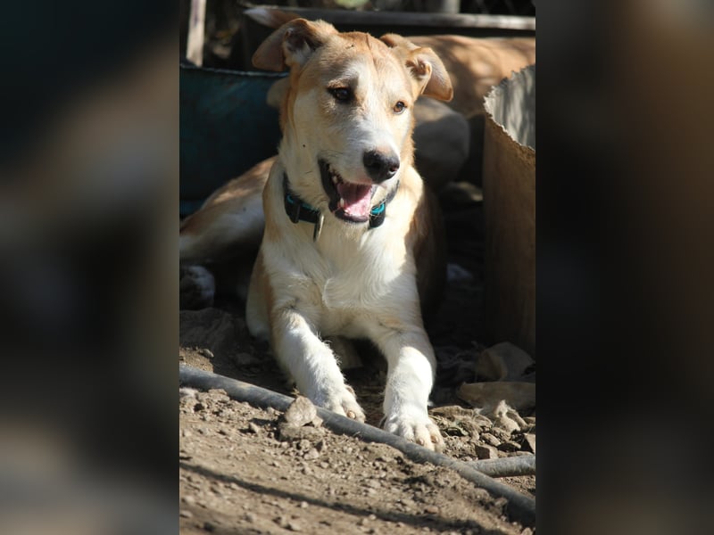 Pikachu wünscht sich eine eigene Familie