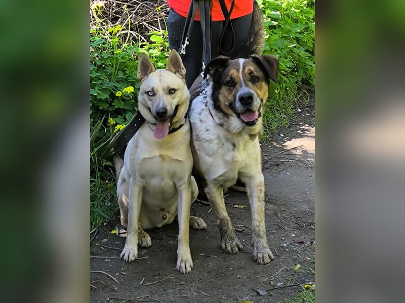 GOLFO möchte dein Leben bereichern
