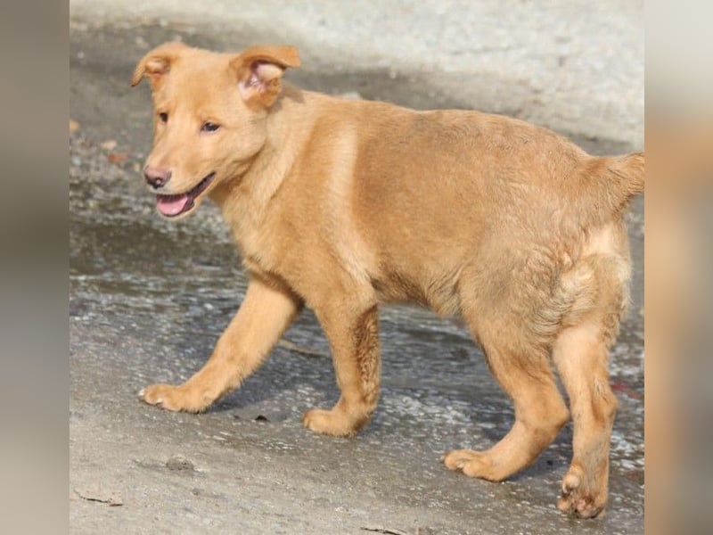 SHIRO sucht sein Für-Immer-Zuhause