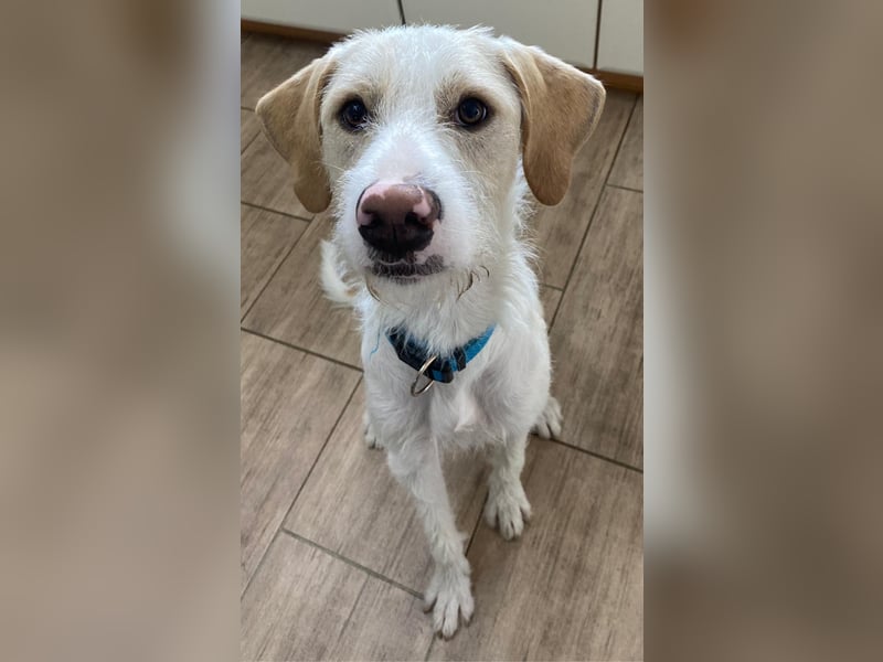 Pippo sucht sein Für-Immer-Körbchen Pippo sucht sein Für-Immer-Körbchen