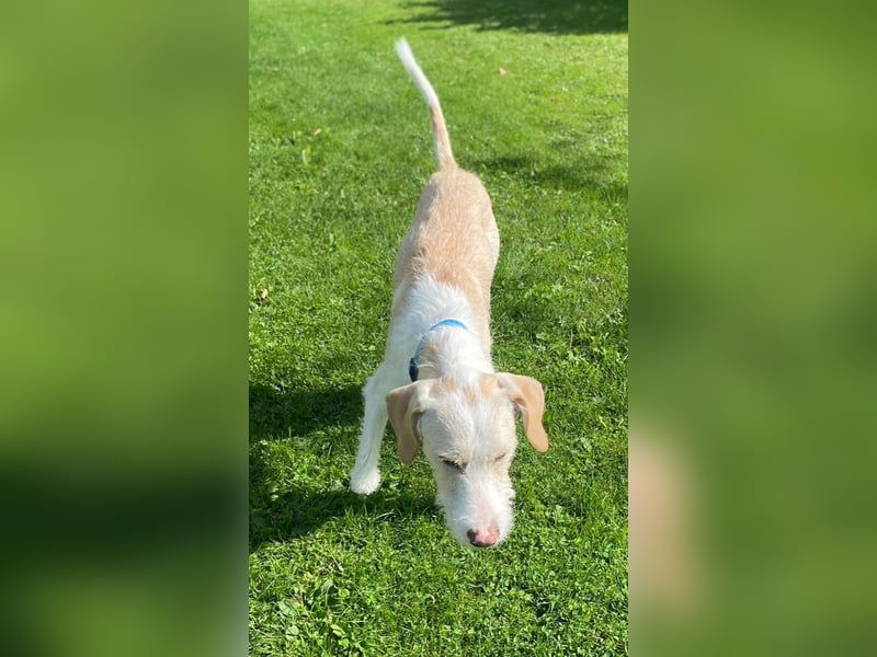 Pippo sucht sein Für-Immer-Körbchen Pippo sucht sein Für-Immer-Körbchen