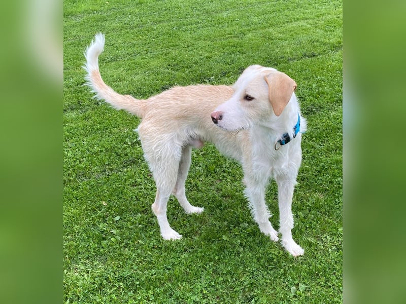 Pippo sucht sein Für-Immer-Körbchen Pippo sucht sein Für-Immer-Körbchen