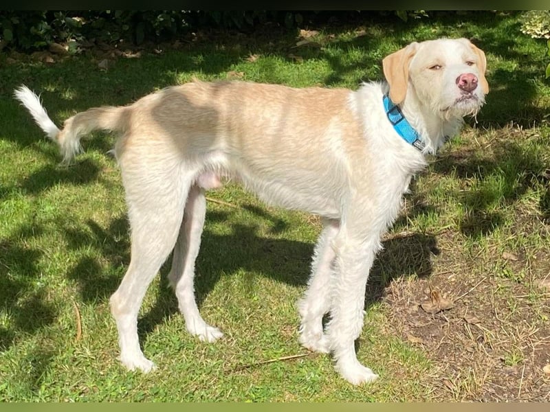 Pippo sucht sein Für-Immer-Körbchen Pippo sucht sein Für-Immer-Körbchen