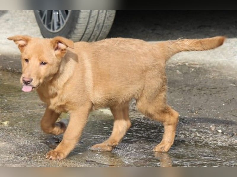 SHIRO sucht sein Für-Immer-Zuhause