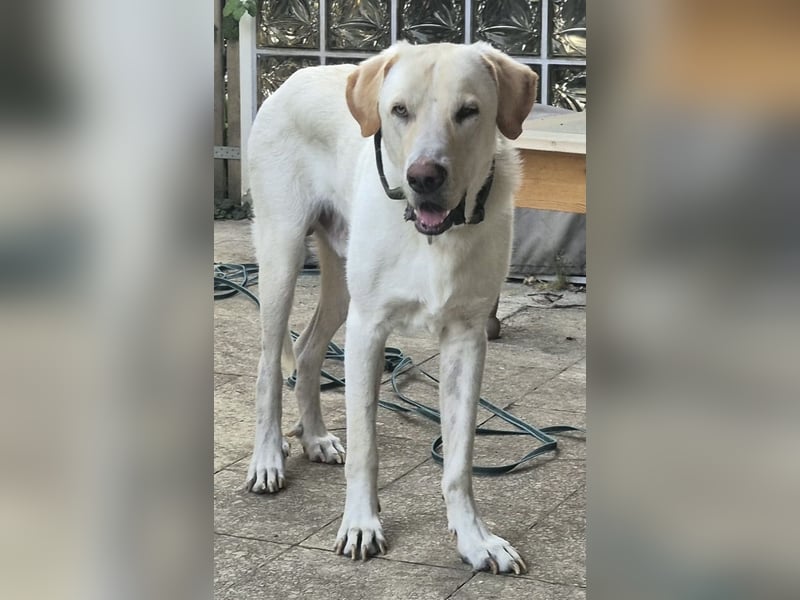 Liebenswerter NEO sucht liebevolle Familie
