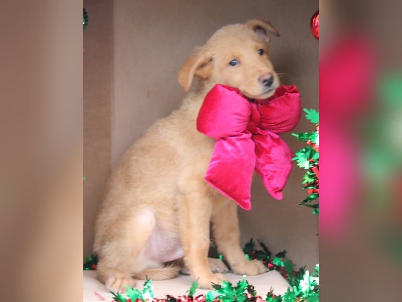 SHIRO sucht sein Für-Immer-Zuhause