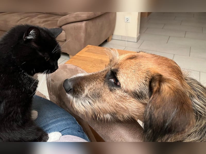 Mac ein perfekter Begleiter für´s Leben