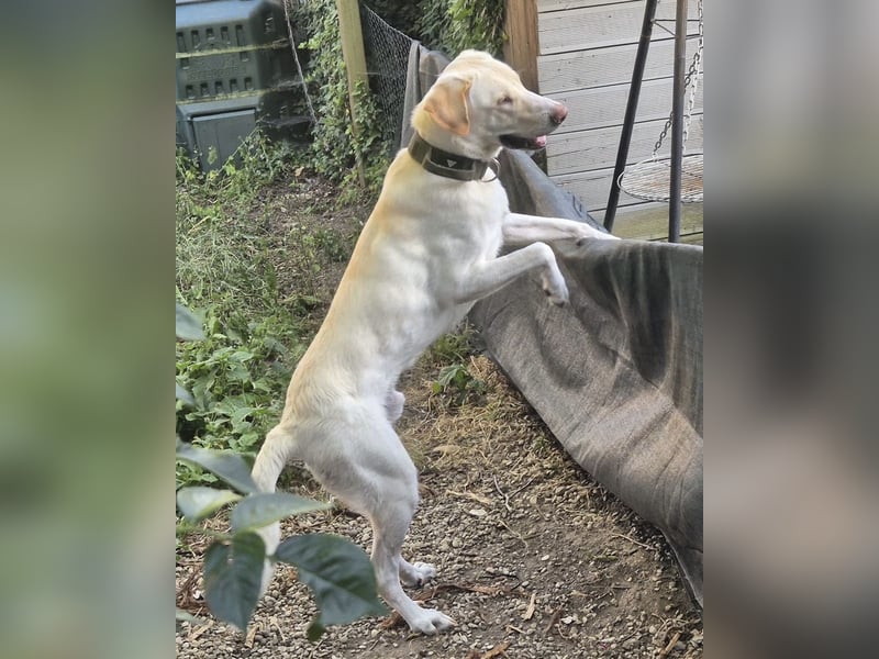 Liebenswerter NEO sucht liebevolle Familie