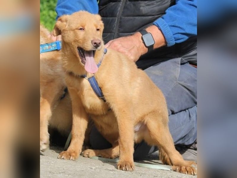 SHIRO sucht sein Für-Immer-Zuhause