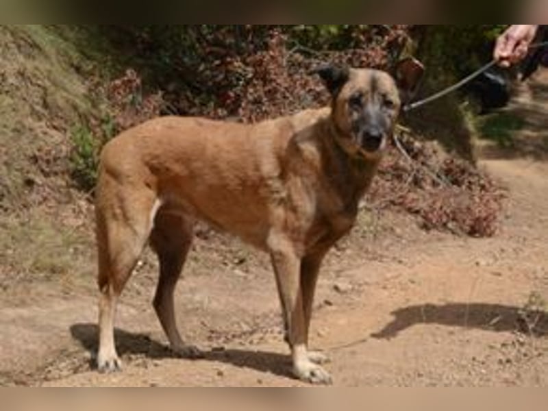 Tanija, eine von vier Hunden, die dringend ein neues Zuhause benötigen