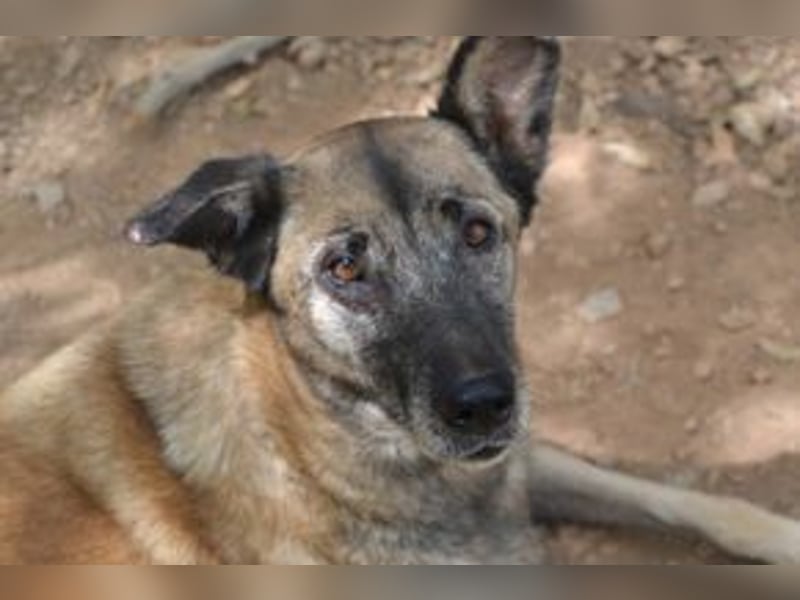 Tanija, eine von vier Hunden, die dringend ein neues Zuhause benötigen