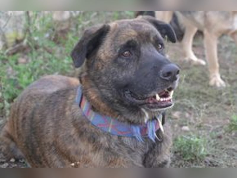 Emile und seine Hundefreunde suchen dringend eine liebevolle neue Bleibe