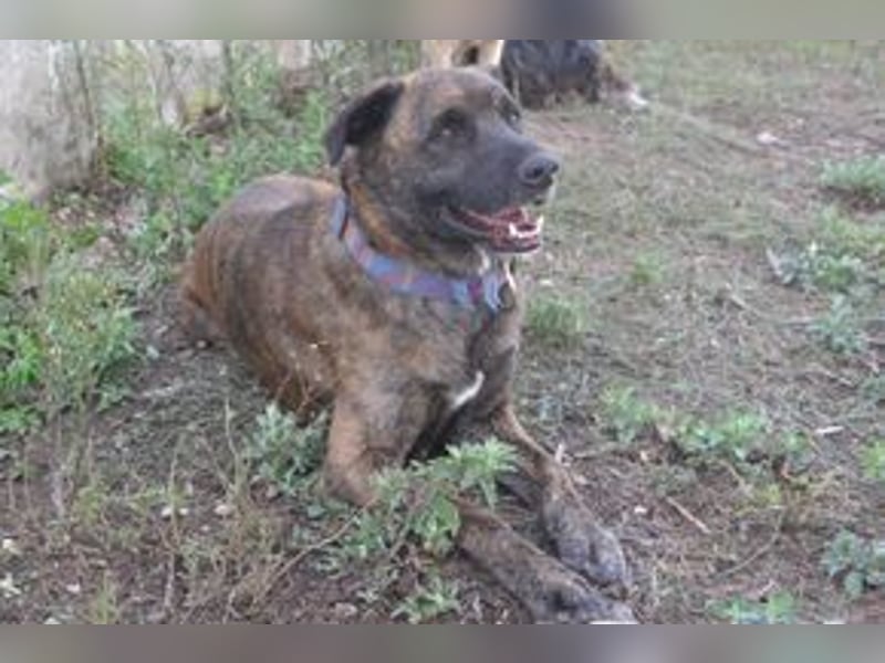 Emile und seine Hundefreunde suchen dringend eine liebevolle neue Bleibe