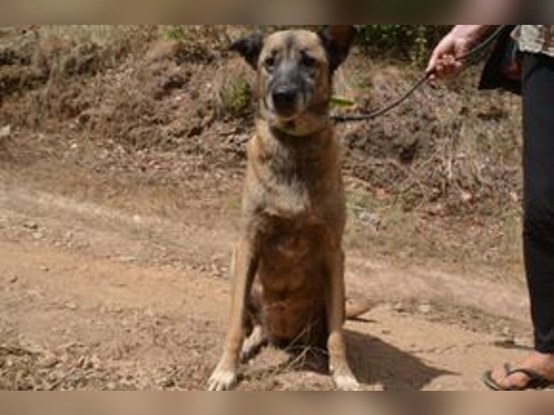 Tanija, eine von vier Hunden, die dringend ein neues Zuhause benötigen
