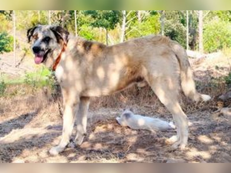 Bijou, ein überaus freundlicher Wachhund