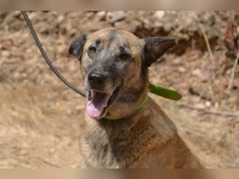 Tanija, eine von vier Hunden, die dringend ein neues Zuhause benötigen