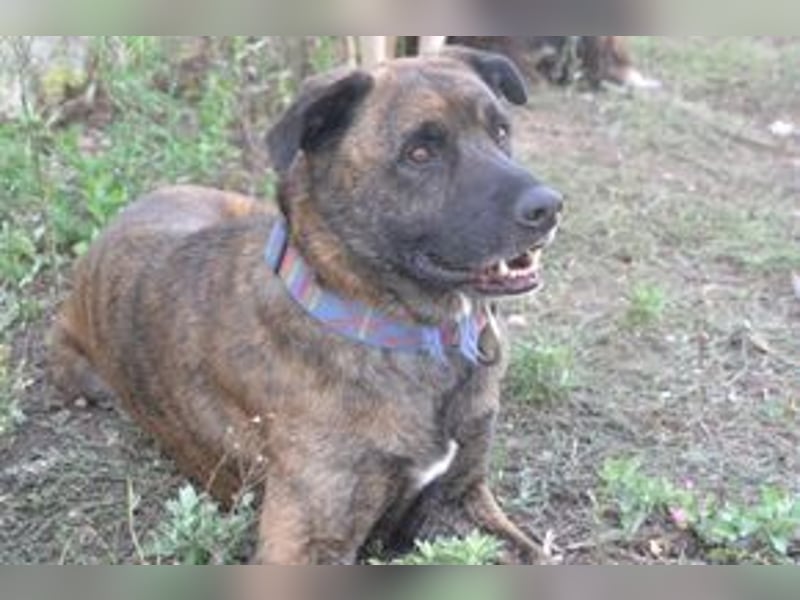 Emile und seine Hundefreunde suchen dringend eine liebevolle neue Bleibe