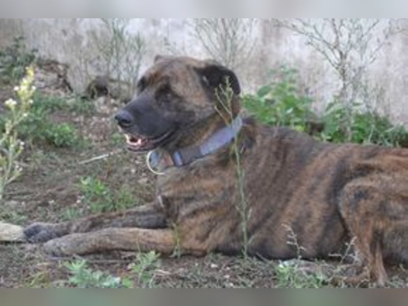 Emile und seine Hundefreunde suchen dringend eine liebevolle neue Bleibe