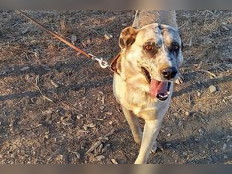 Bijou, ein überaus freundlicher Wachhund