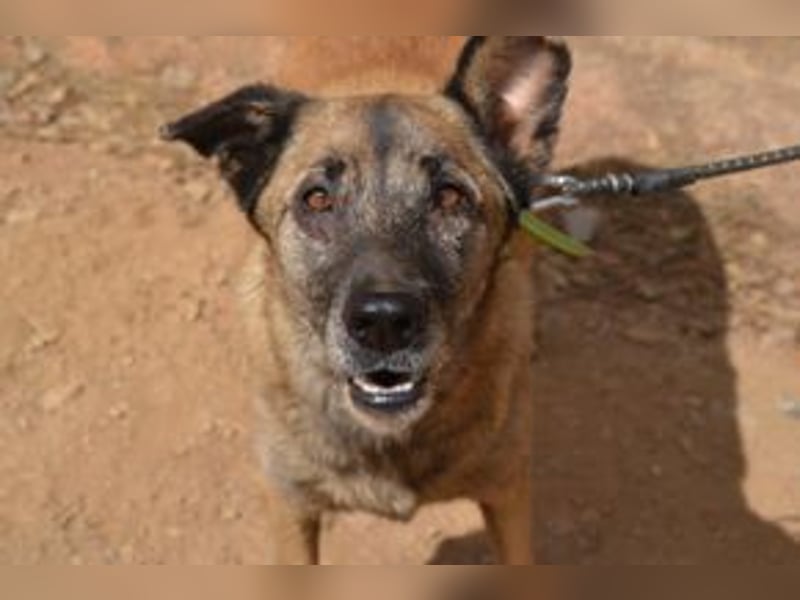 Tanija, eine von vier Hunden, die dringend ein neues Zuhause benötigen